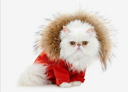 Cat - white, red, pisica, winter, cat, craciun, fur, christmas