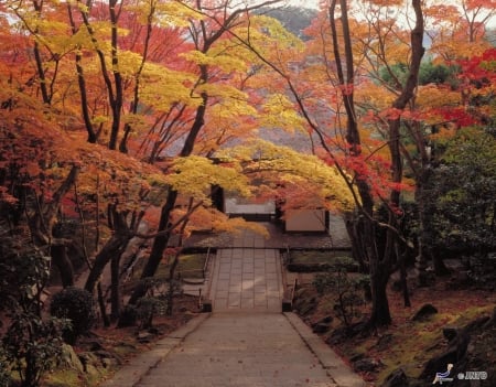 Jojakkoji Temple - shrine, japan, nature, autumn, temple, forest, tree, japanese