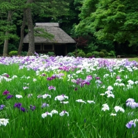 Koishikawa Korakuen Gardens