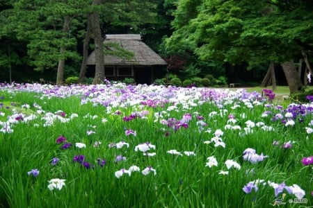 Koishikawa Korakuen Gardens - flowers, house, japan, nature, tokyo, garden, spring, japanese