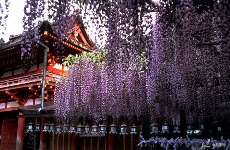 Kasuga Grand Shrine - japanese, spring, nara, nature, kasuga, japan, shrine, flowers, temple