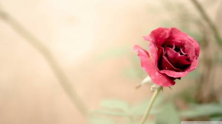 Rose Flower - roses, flowers, nature, red