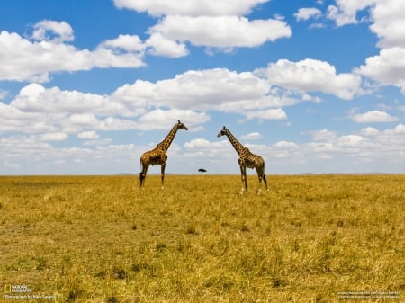 Giraffes - nature, animals, Giraffes, wild