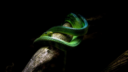 Snake - animal, reptile, wild, Snake