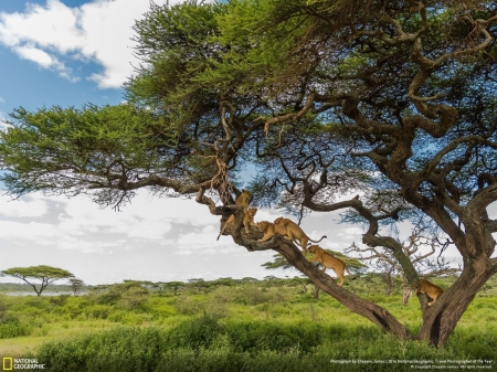 Lions - National Geographic, lions, Africa, cats, grass, tree, wild, animals