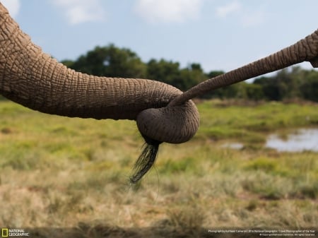 Elephants - National Geographic, grass, tree, wild, Elephants, animals