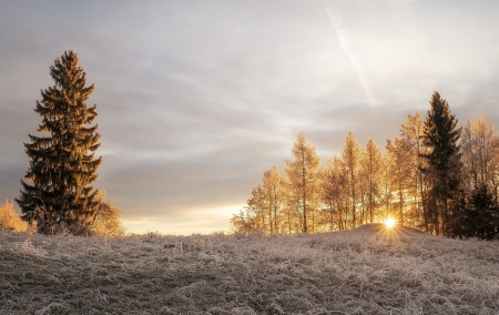 Sunny Winter Day - winter, nature, tree, sun