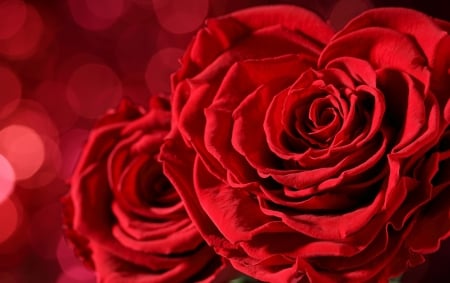 Happy Valentine's Day! - trandafir, bokeh, red, card, valentine, rose, flower