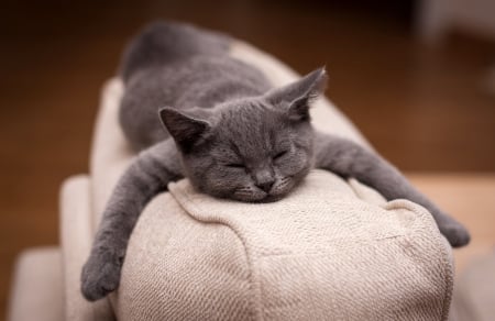 Tired - tired, british, cat, shorthair, pisica, grey, white, sleep, funny