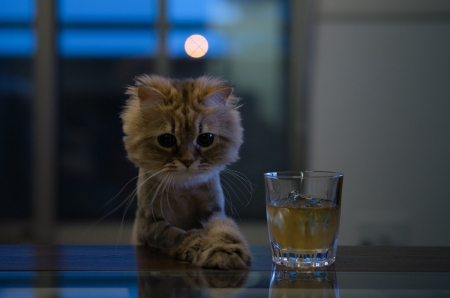 A tough day - pisica, glass, funny, drink, cute, cat, ben torode