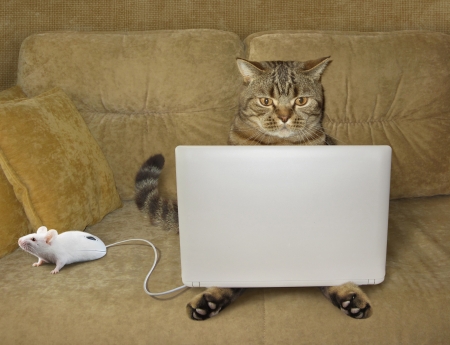 Cat with laptop and mouse - funny, comic, cat, humour, pisica, creative, fantasy, mouse, laptop