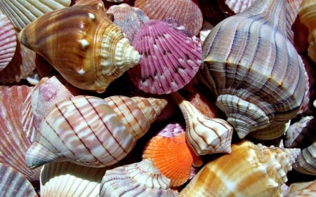 Shell