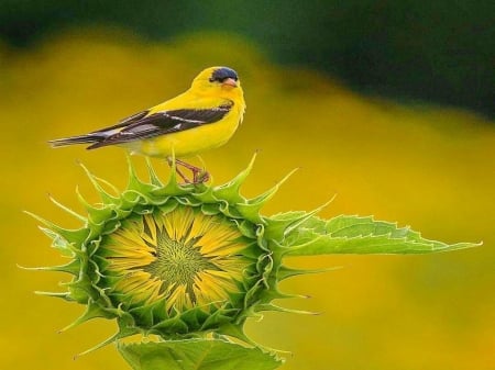 Fancy rest stop - bird, black, yellow, green, plant