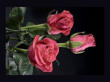 Lovely trio - three, leaves, roses, pink