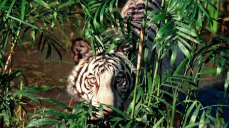 Tiger - animal, nature, tiger, jungle