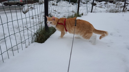 No fear of the winter. - cat, snow, looking, winter, ginger