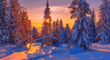 Winter sun - trees, winter, scenery, beautiful, snow, landscape, forest, lovely, frost, sun, sky