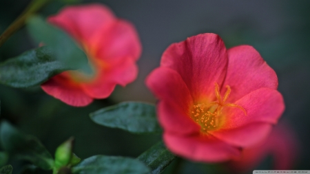 Portulaca Flowers - portulaca, flowers, nature, Japan