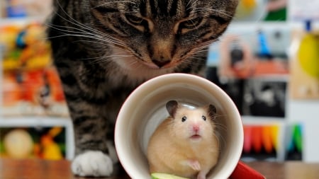 Hide and Seek - cute, mouse, animals, cat