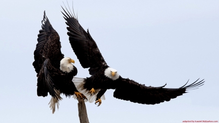 Bald Eagles