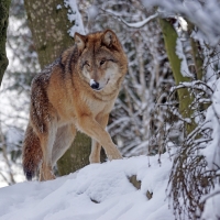 Mongolian Winter Wolf