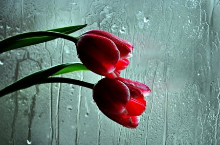 Tulips - flowers, tulips, nature, glass