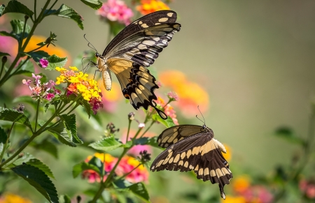 Butterflies and Flowers - nature, insekt, butterfly, flower