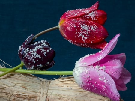 Beautiful Tulips - flowers, drops, dew, tulips