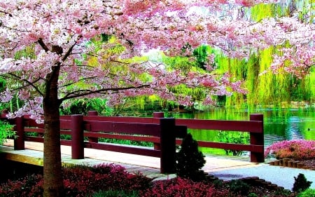 springtime Blossoms - blooming, water, park, tree, bridge