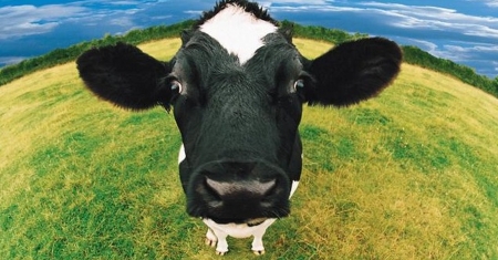 Cute Cow - bportrait, animal, funny, meadow, head, looking