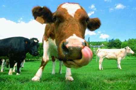 Mmmmh... - cow, meadow, nature, tongue