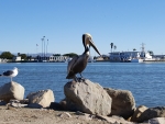 Channel Islands Pelican