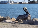 Channel Islands Pelican