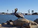 Channel Islands Pelican