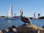 Channel Islands Pelican