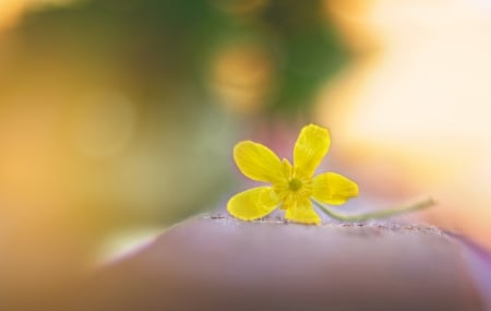 ♥ - flower, yellow, sunny day, soft