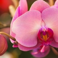 Pink Orchids