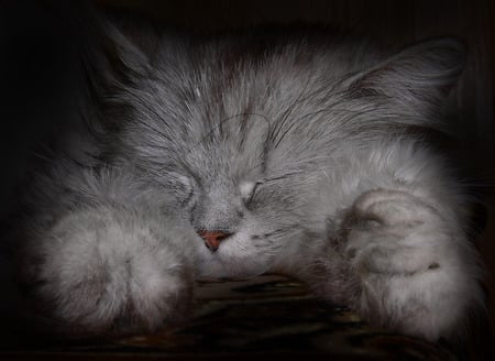 Fuzzy Dreams - sleeping, silver, grey, long hair, cute, persian, kitten