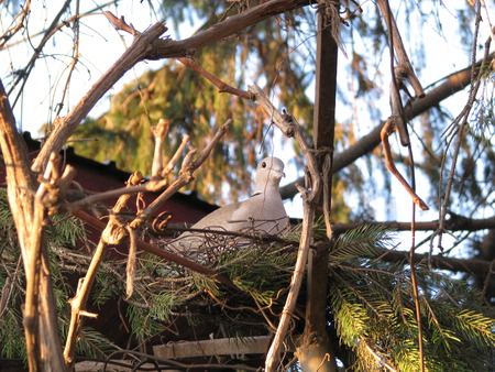 Dove - branches, tree