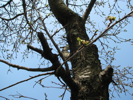 Tree - branches, tree