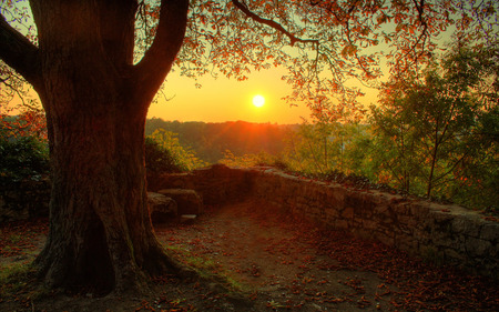 Calming Sunset - nature, tree, sunset, sunrise