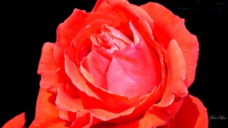 Rose Beauty - widescreen, beautiful, red, rose, washington, flower