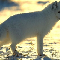 Arctic Fox