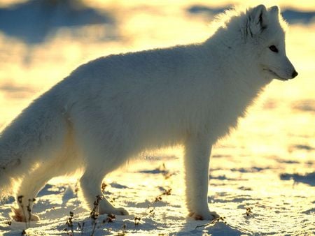 Arctic Fox - ice, winter, arctic fox, snow, kit