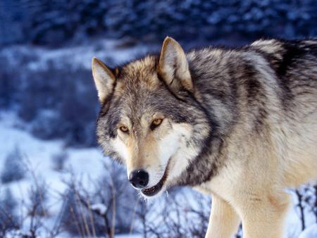 Gray Wolf - wolves, lobo, lone, gray wolf, snow