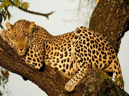 Sleeping Leopard - big, leopard, sleeping, tree, cat