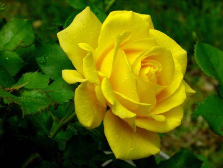 Rose 1 - nice, yellow