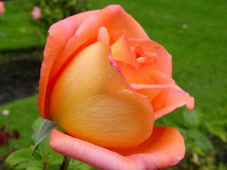 Rose 2 - yellow, pink, nice