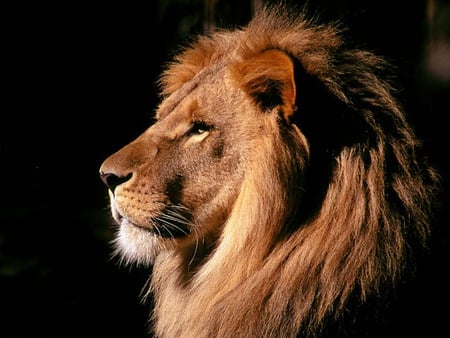 samba:king of the jungle - revered, beast, powerful, royal