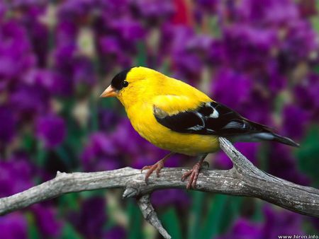 male american goldfinch - bird, black, yellow, purple